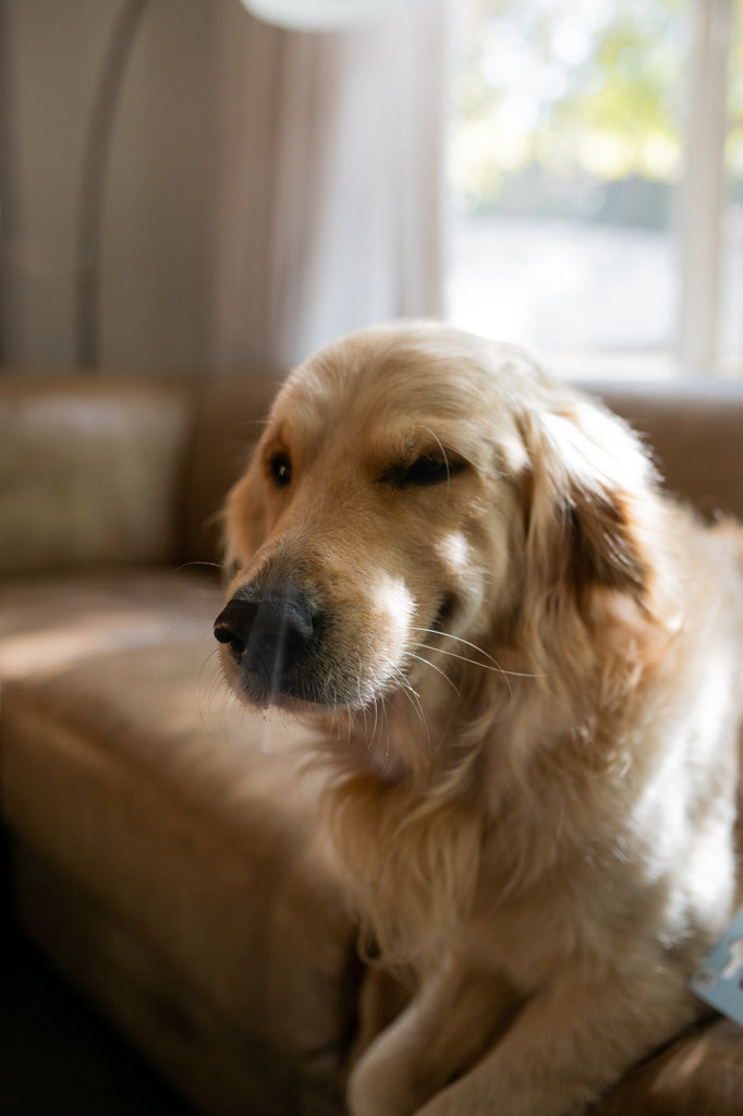 Joey’s Journey to Better Health with Fillio Raw Dog Food