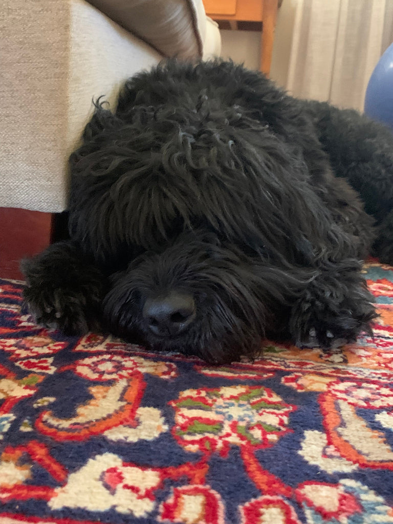 Griffon’s Journey to Optimal Health with Fillio Raw Dog Food