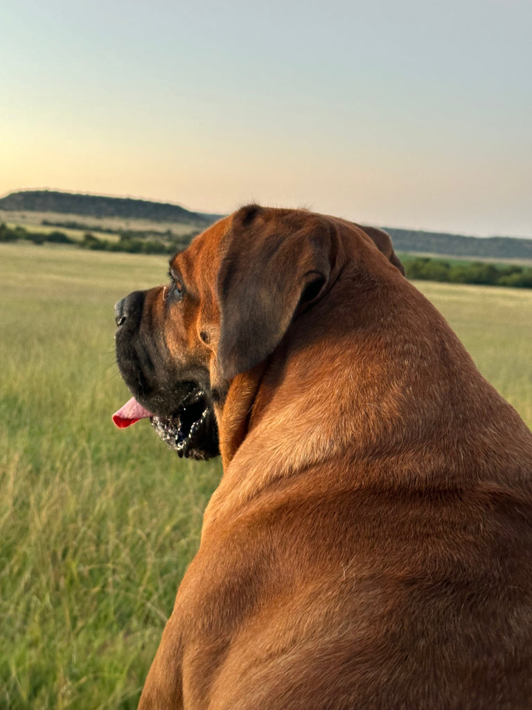 Buks’ Transformation with Fillio Raw Dog Food